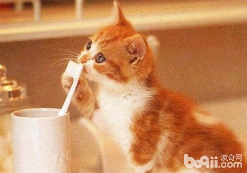 猫为什么爱用爪子“洗脸”？