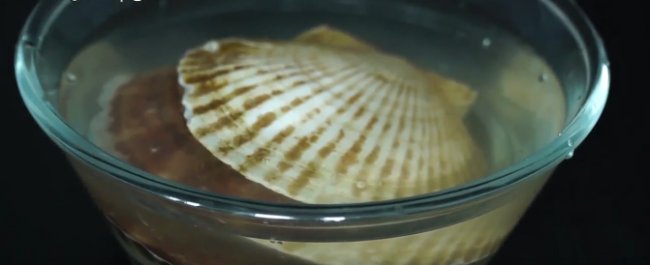 怎样去除扇贝中的泥