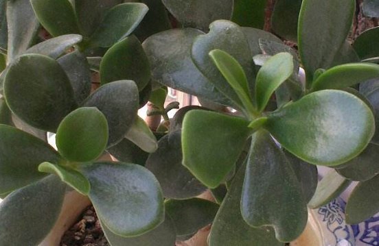 胖娃娃植物可以放家里吗？