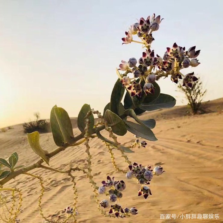 震撼人心《沙漠之花》，究竟讲了些什么？