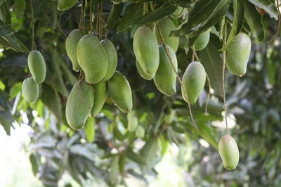 两颗芒果卖出1.2万元，究竟是什么芒果价值如此高？