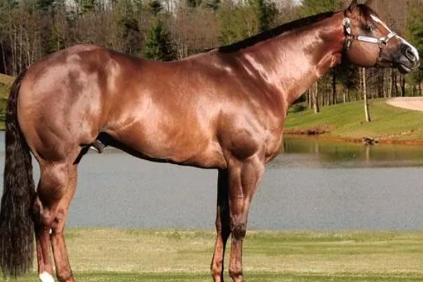 种马是什么意思