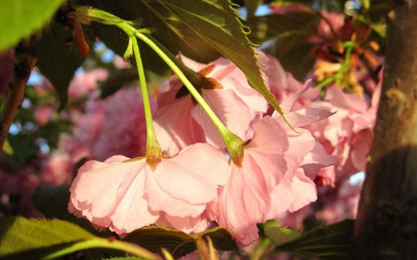 樱花草的歌词？