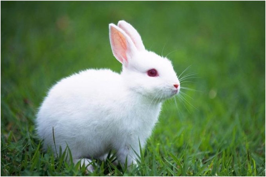 什么脱兔四字成语