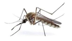 蚊蚋是什么意思