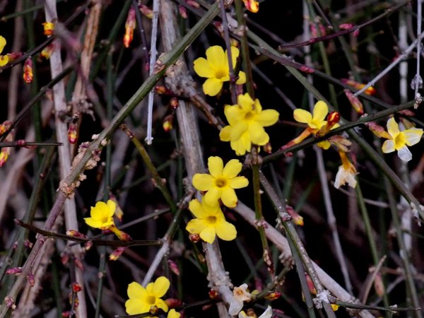 庆祝元旦歌曲大全