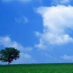 bule是什么意思啊?