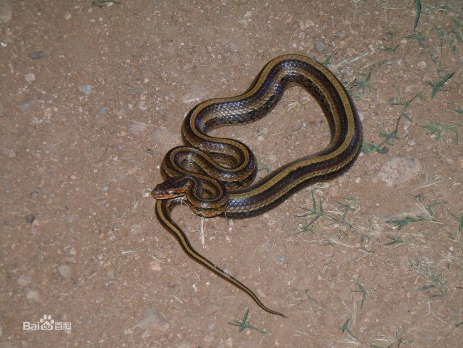 这个是什么蛇种？