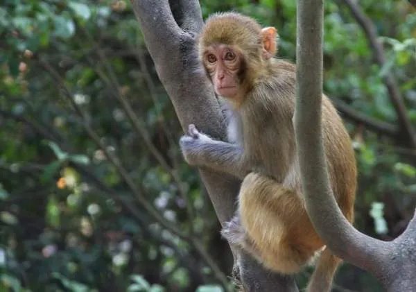 猴子用英语怎么说