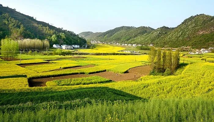 油菜花什么时候开