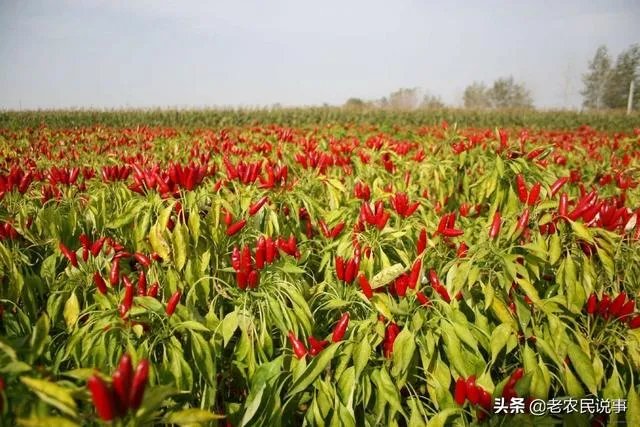 朝天椒如何种？