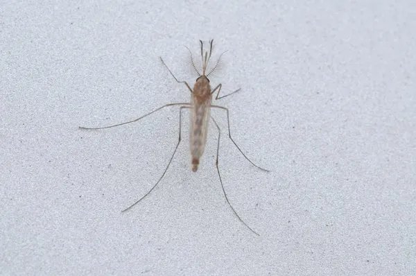 六神花露水驱蚊子管用吗