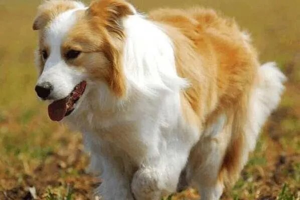 边牧的各地市场价格如何？