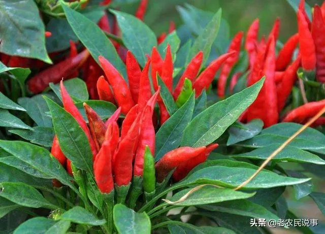 朝天椒如何种？