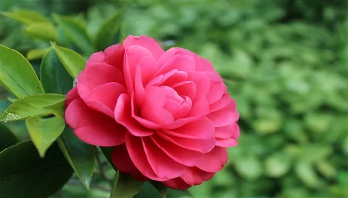 茶花的养殖方法和注意事项 茶花的养殖方法和注意事项有哪些