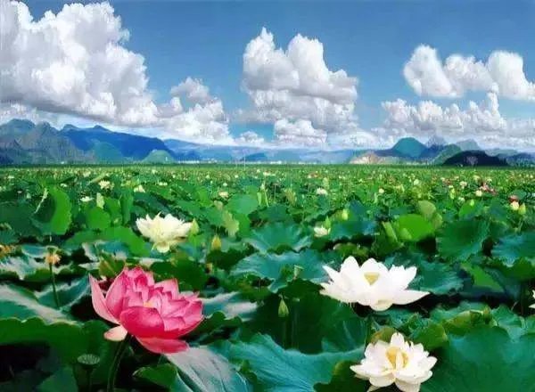 映日荷花别样红的前一句是什么？