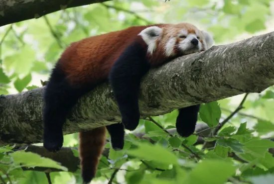 大小熊猫的区别图片