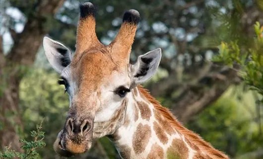 长颈鹿的拼音是什么