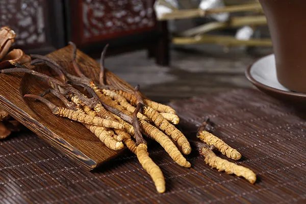 虫草的功效与作用