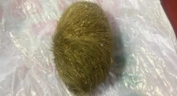 猪宝是什么东西?有什么价值吗?