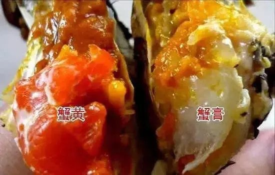 蟹膏究竟是什么？