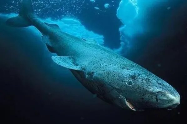 十大寿命最长的动物排名 格陵兰睡鲨上榜，第一可以“长生不老”