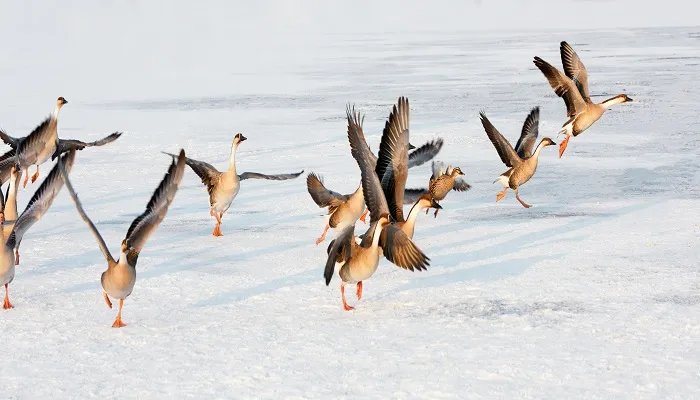 情有独钟的钟是什么意思 情有独钟的钟的意思是什么