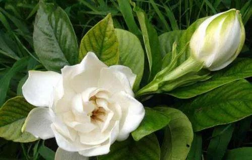 栀子花什么时候开