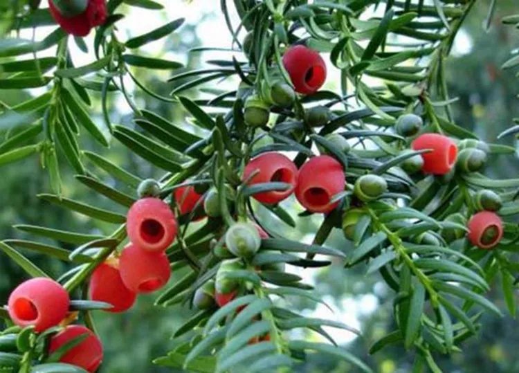 红豆杉的功效与作用