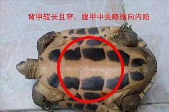巴西龟怎么分公母 巴西龟分辨公母方法介绍