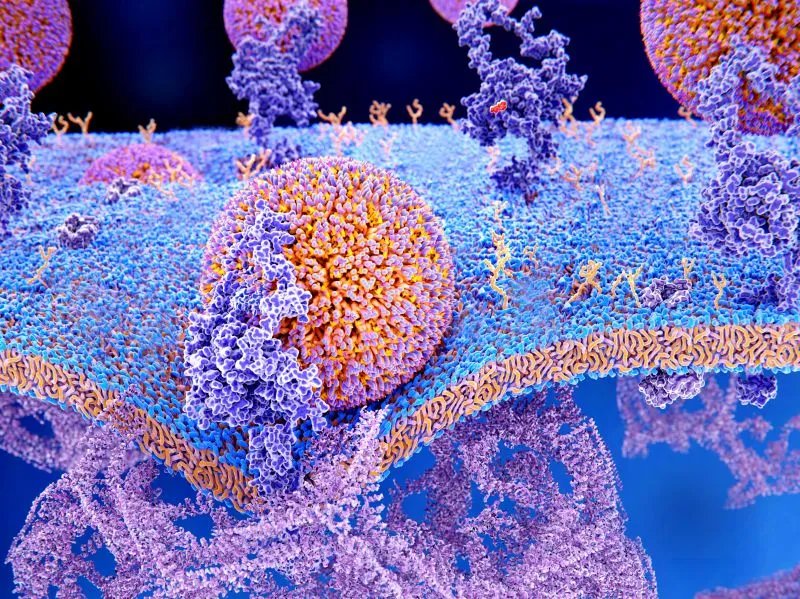 胱氨酸的功效与作用