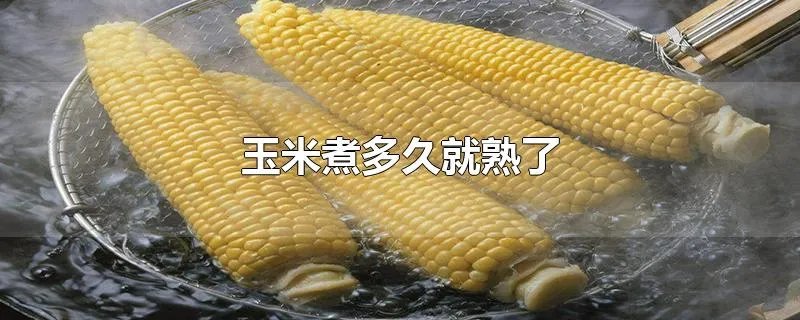 玉米煮多久就熟了