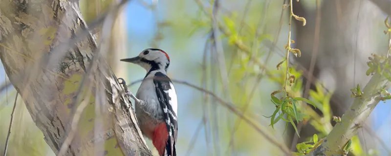 啄木鸟的外貌与特点是什么 啄木鸟有什么特点