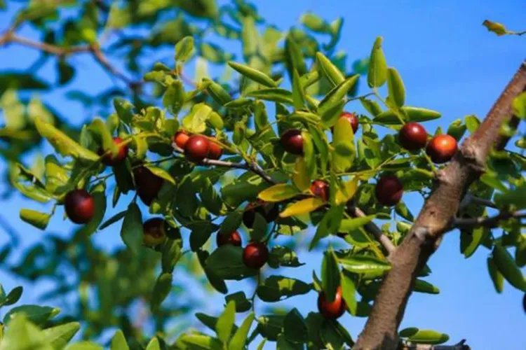 酸枣仁图片大全