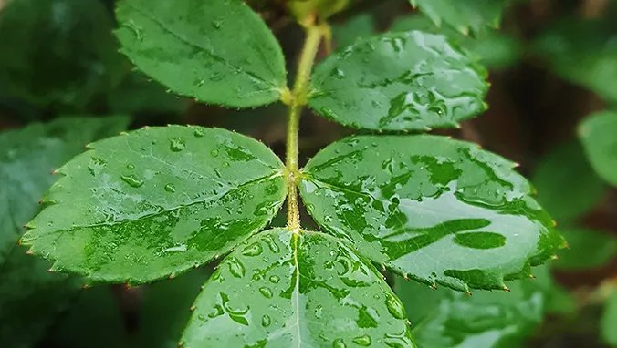 鸡骨草的功效与作用