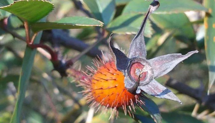 金樱子的功效与作用 金樱子图片