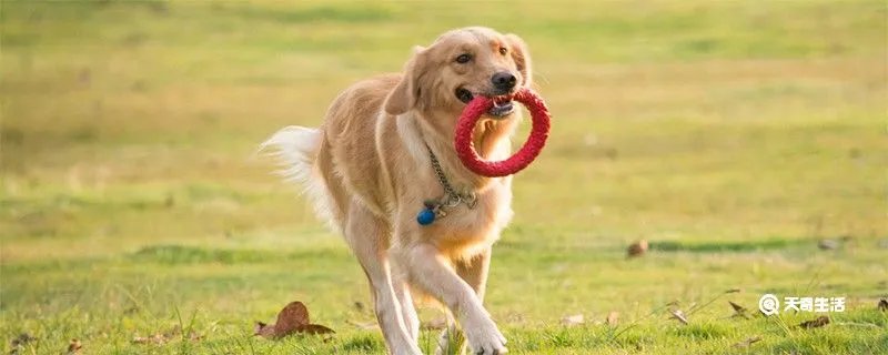 什么是赛级金毛