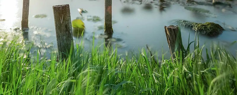 小草的作用 小草的作用是什么