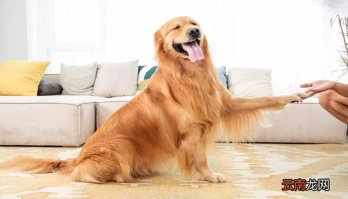 锤系血统是什么意思 锤系血统什么意思