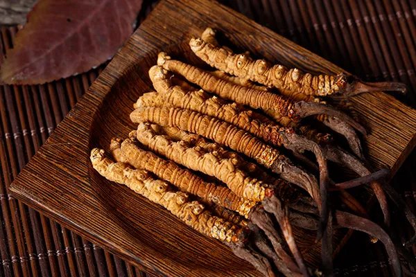 虫草的功效与作用