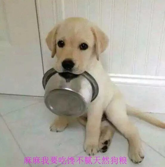 边牧的各地市场价格如何？