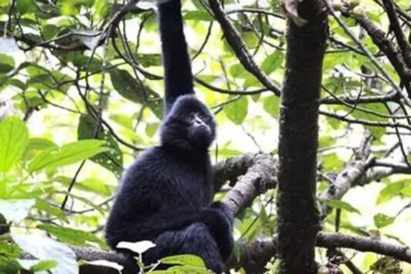 世界十大珍稀动物 大熊猫仅第五远东豹第一仅存40只