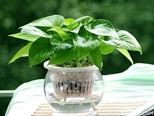 办公室花卉有哪些 办公室花卉摆设风水