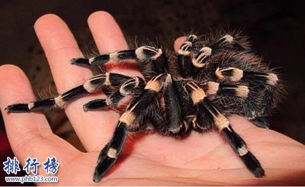 世界十大最毒的动物排行榜:疟蚊第3 第1能毒死两万只老鼠