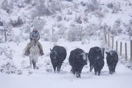 雪天骑马撞人逃逸，我国交通法允许在公路上骑马吗？