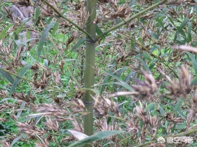 竹子是草还是树，为什么？