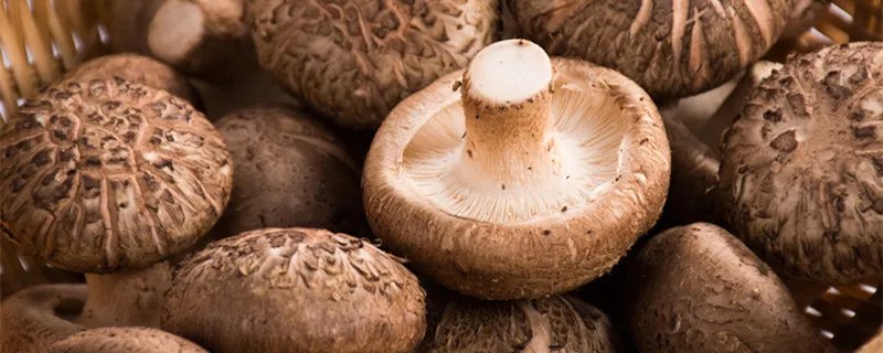 花菇与香菇的区别 花菇和香菇有什么区别
