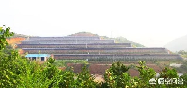 提问:如今农村养殖业跟特色种植业哪个发展前景更好？