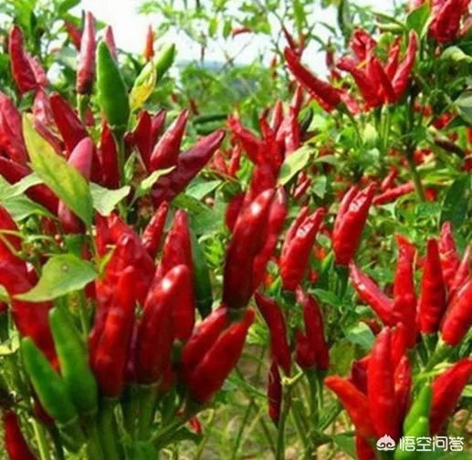 朝天椒如何种？