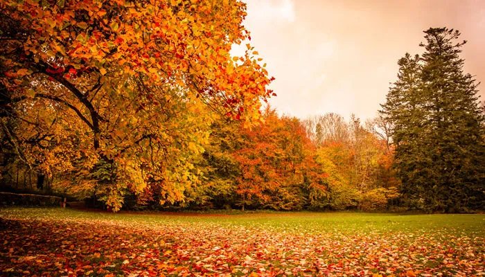 九月的英文缩写怎么表示 九月英文的由来